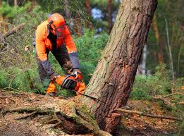 Best Fruit Tree Pruning  in Johnson City, KS